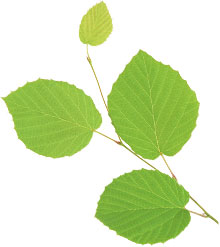 植物 イメージ