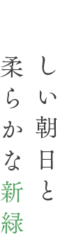 美しい朝日と柔らかな新緑